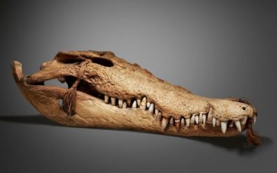 000972 Papua Barat, Asmat, ceremonial skull of a crocodile