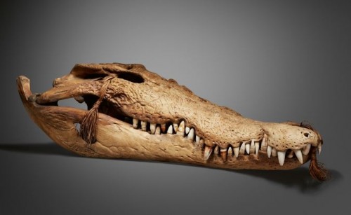 000972 Papua Barat, Asmat, ceremonial skull of a crocodile